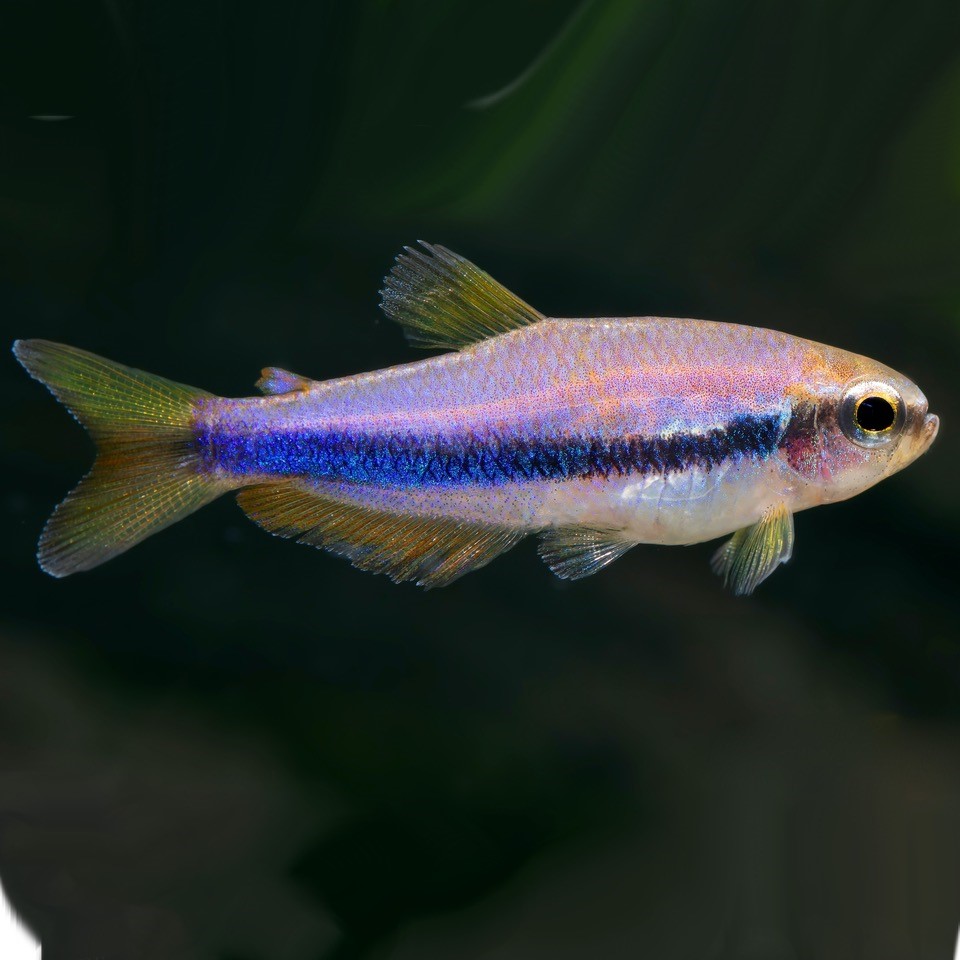 Inpaichthys kerry  Blauwe keizertetra M